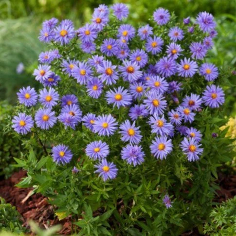 Aster (D) 'Prof. Anton Kippenberg'