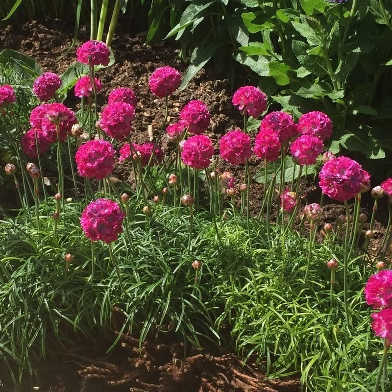 Armeria mar. 'Splendens'