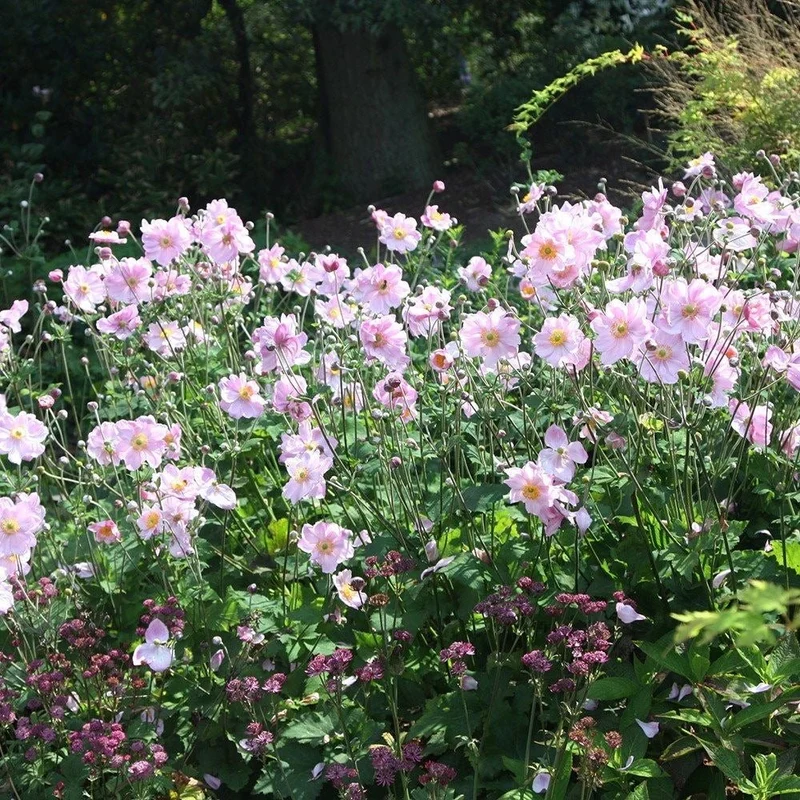 Anemone hyb. 'Königin Charlotte'
