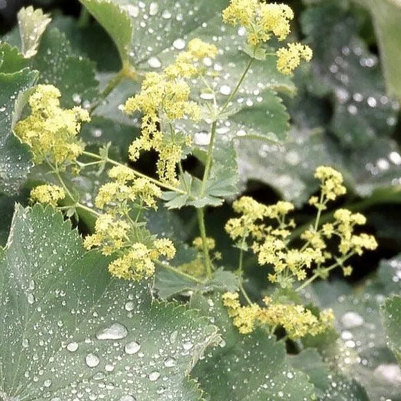 Alchemilla mollis - vrouwenmantel
