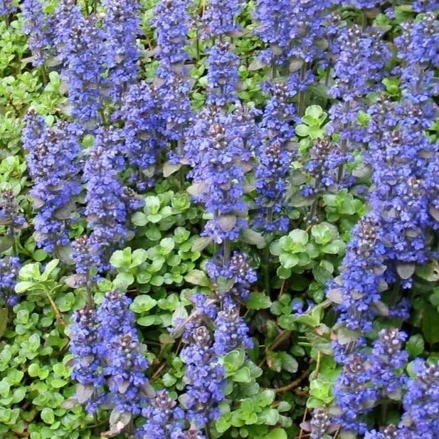 Ajuga reptans 'Atropurpurea' - kruipend zenegroen