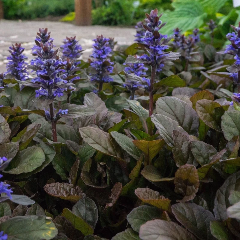 Ajuga reptans - kruipend zenegroen