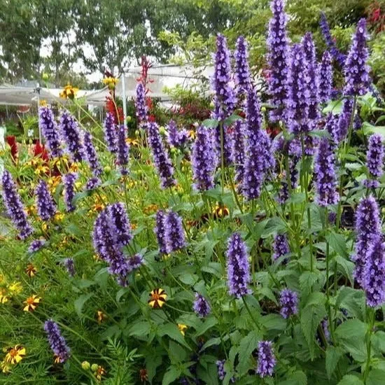 Agastache 'Black Adder' - Dropplant