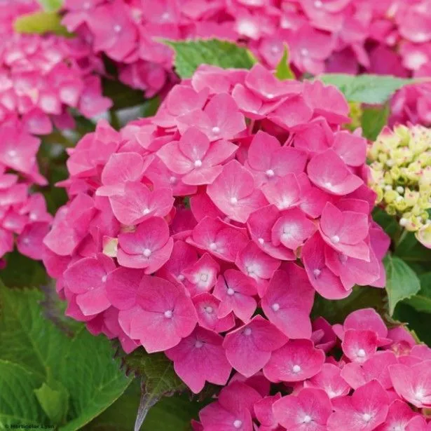 Hydrangea macrophylla ' Leuchtfeuer'