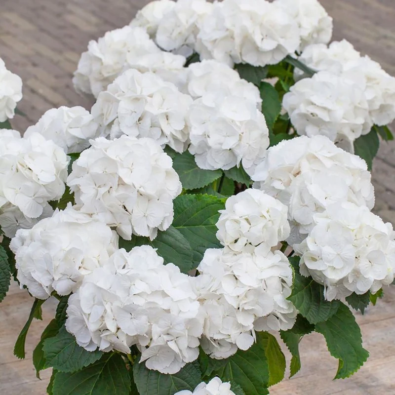 Hydrangea macrophylla ' 'Schneeball'