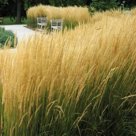 Calamagrostis acutiflora 'Karl Foerster' - Struisriet