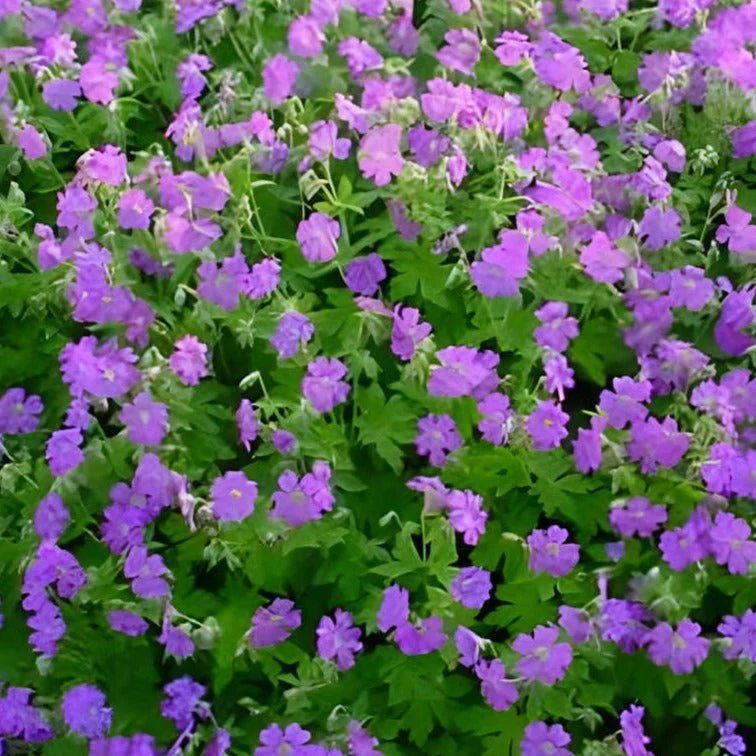 Geranium cantabrigiense Cambridge - Ooienvaarsbek
