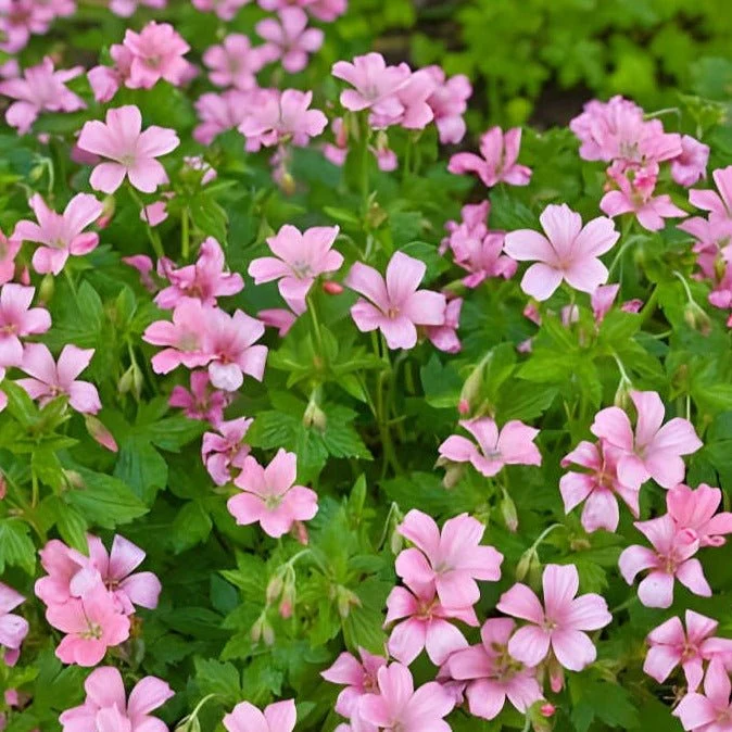 Geranium endressii 'Wargrave Pink' - Ooienvaarsbek
