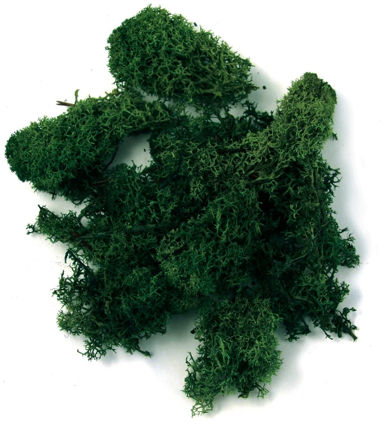 IJslandmos - 100 gram - groen